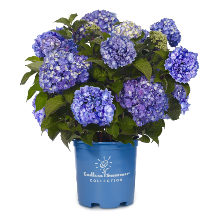 5132_042305_Hydrangea_macrophylla_Endless_Summer®_BLOOMSTAR_(4)[1].png